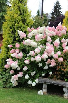 b0f79999563401cb65908a2d03dcfed4--vanilla-strawberry-hydrangea-garden-photos.jpg
