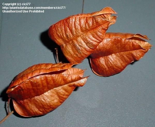b3726131c04fde4aac58f15af6bd1e12--orange-lanterns-seed-pods.jpg