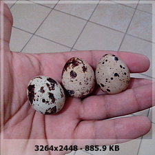 b40a7868dc3960069a0ebf5bdba0bb14o.jpg