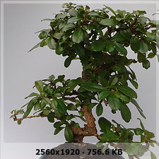b5a8a16461e09502cbd86ea70b122eb5o.jpg