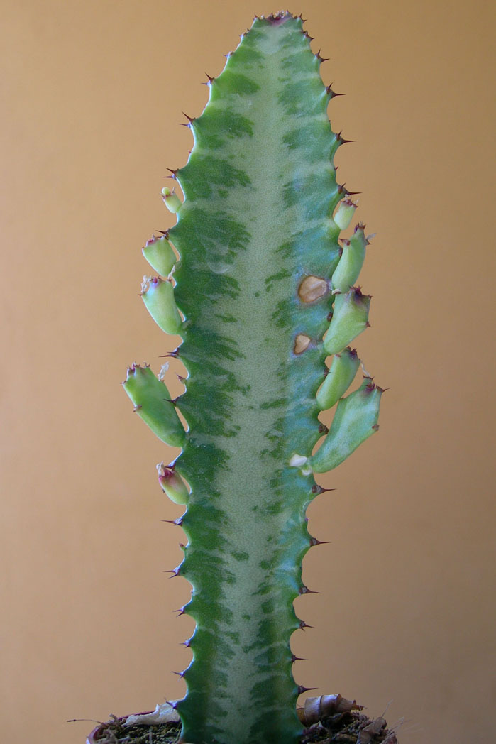 b64_07-04-05.jpg