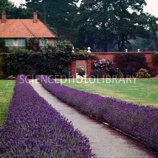 B8660006-Lavender_border-SPL.jpg