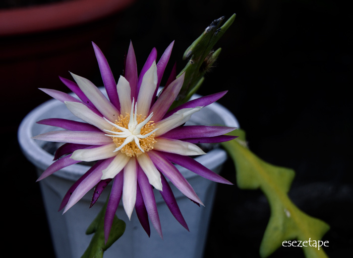 b9fG326633A.jpg