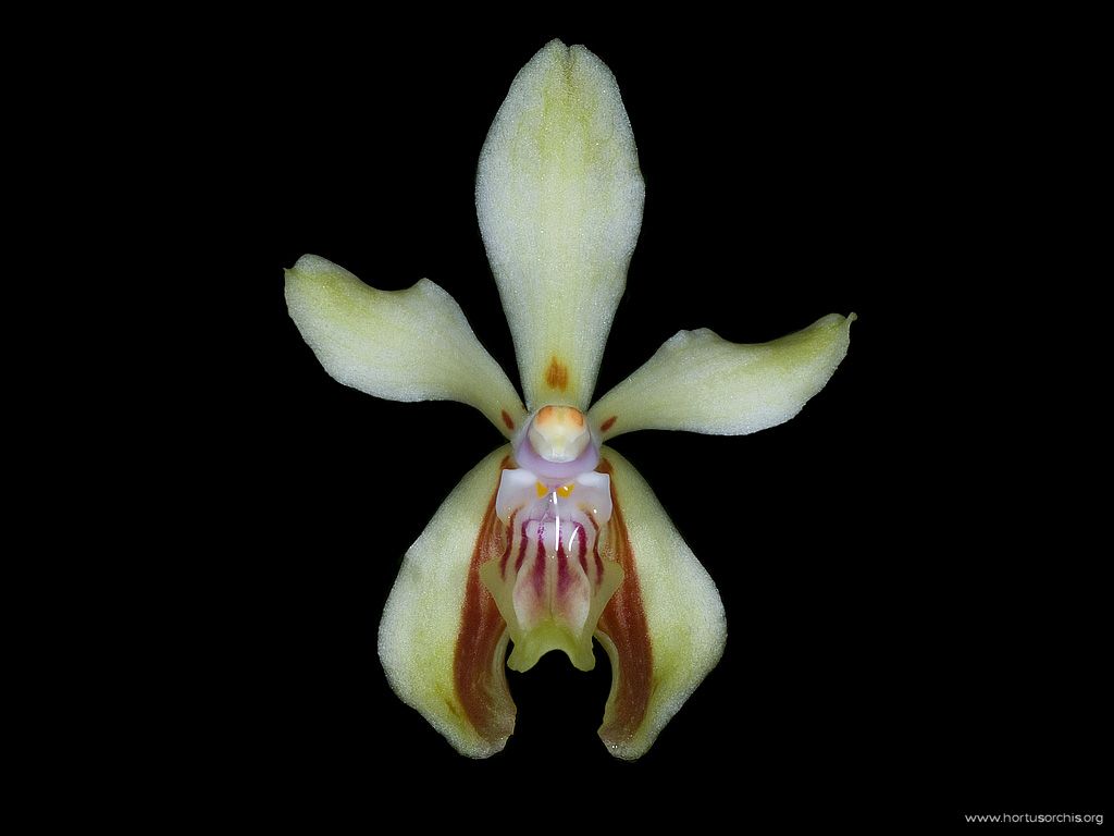 b_0_0_0_10_images_stories_foto-specie-botaniche_P-Z_Vanda_lamellata.jpg