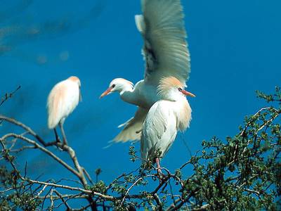 b_cattle_egret.jpg