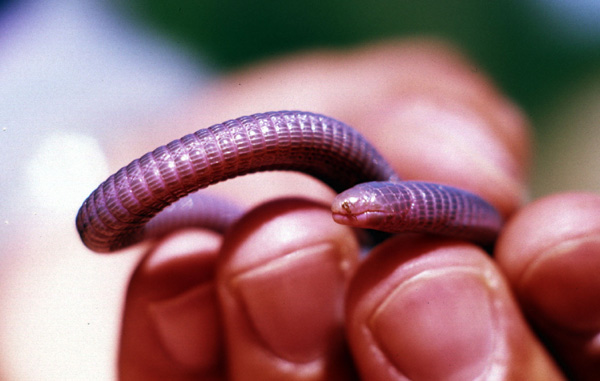 B_cinereus_valladolid_960624_PB_2.jpg