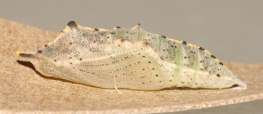 b_pupa_pieris_rapae_cabbage_white_02.jpg