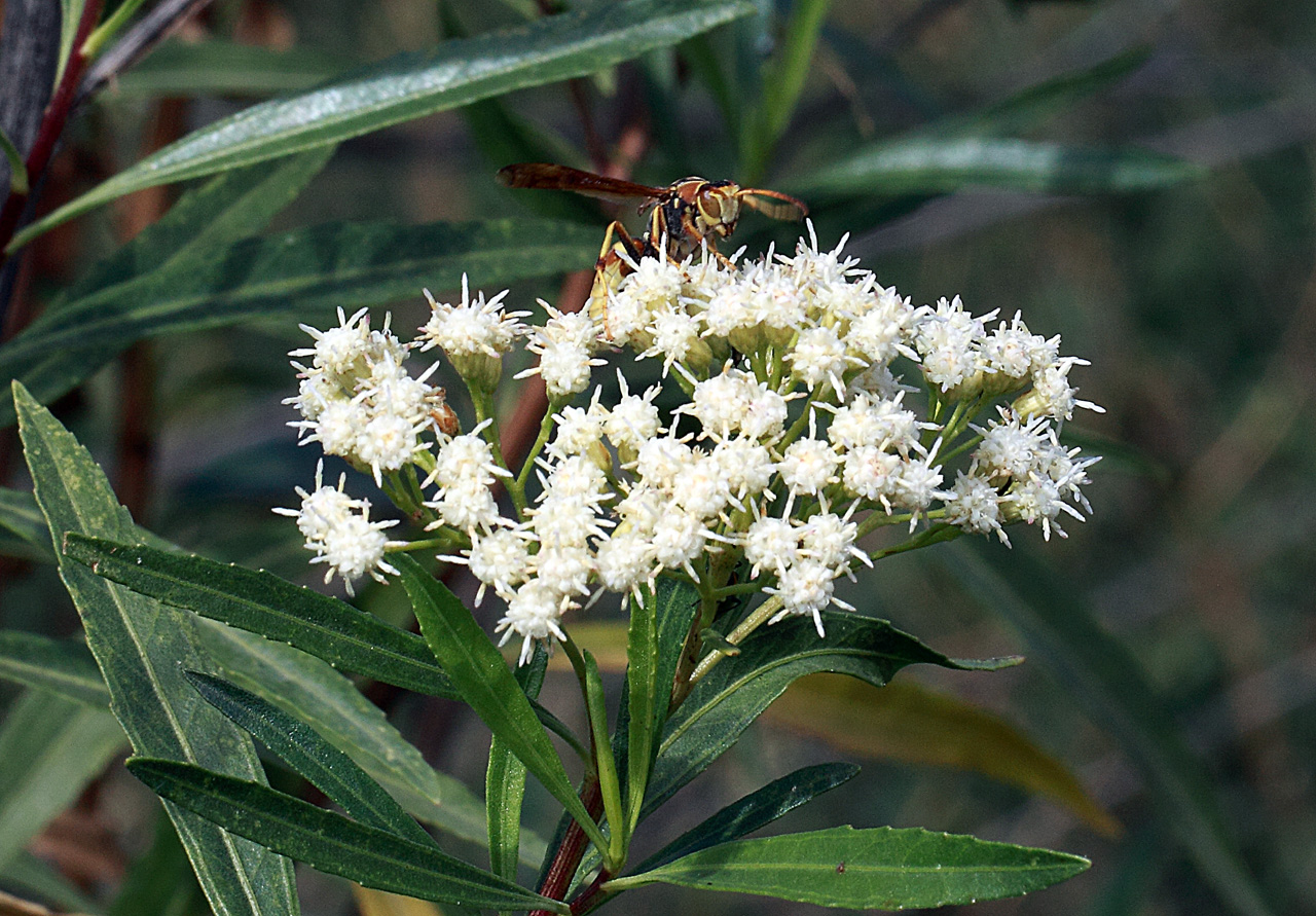b_salicifolia2.jpg