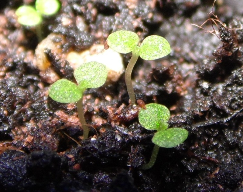 babybegonias02102012.jpg