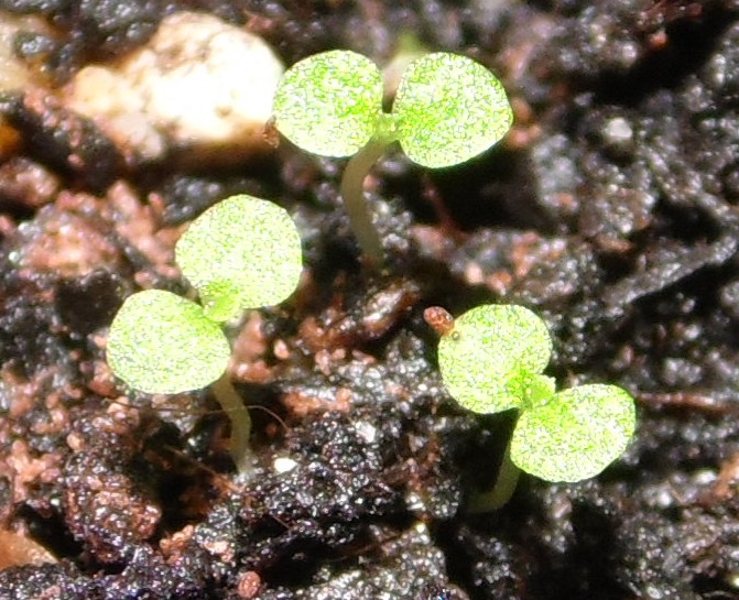 babybegonias02102012_2.jpg