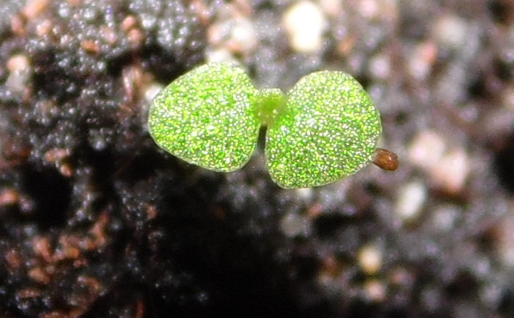 babybegonias02102012_3.jpg