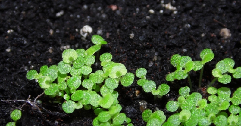 babybegonias12102012_1.jpg