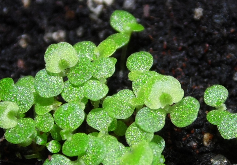 babybegonias12102012_2.jpg
