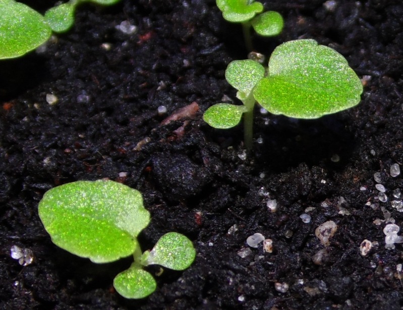 babybegonias21102012.jpg