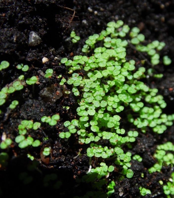 babybegonias30092012.jpg