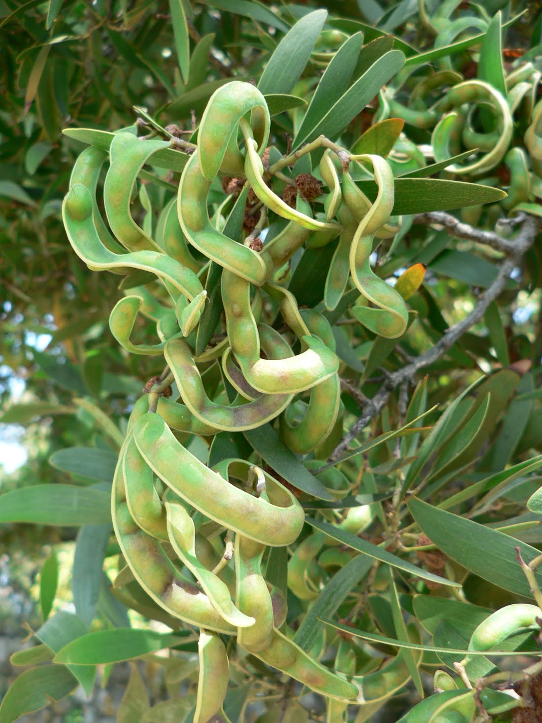 bAcacia+melanoxylonP1100042.JPG