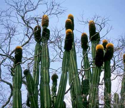 Backe%20militaris%20plant%20w%20cephs%206%20inch.jpg