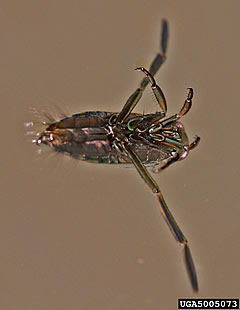 backswimmer.jpg