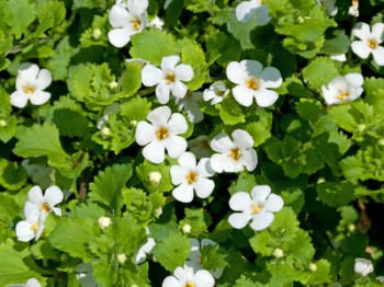 bacopa-350x262.jpg