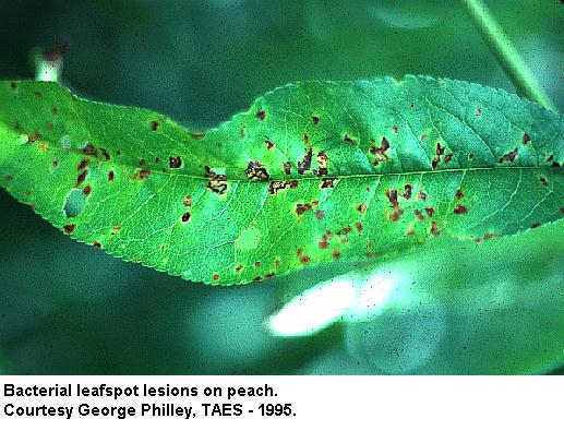 bacterial-spot.jpg