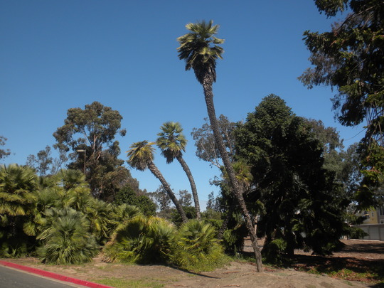 Balboa_Park_07_13_10_040.jpg