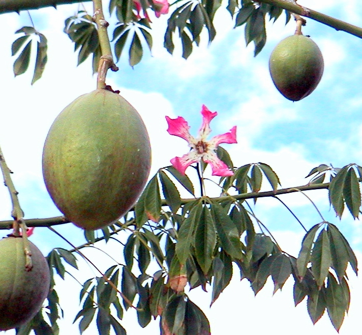 Balboa_park_flower_and_fruit.jpg