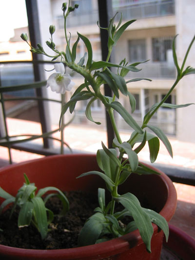 balc%F3n%20041.jpg