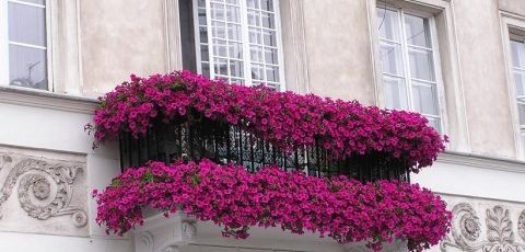 balconfloresrosas.art3.jpg