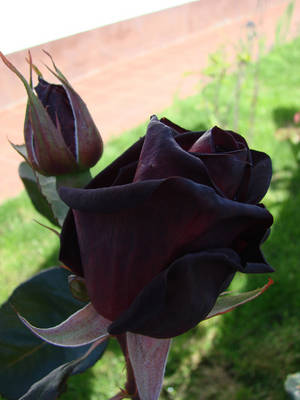 balk_baccara-2.jpg