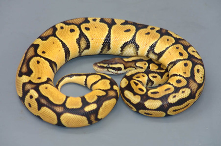 ball-python.jpg