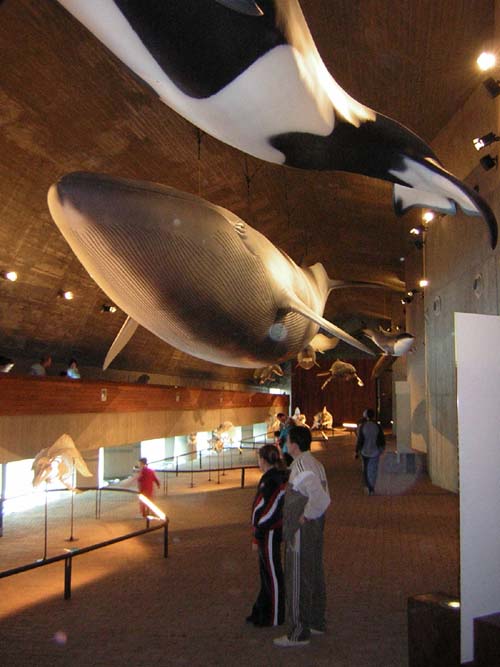 BALLENAS.JPG