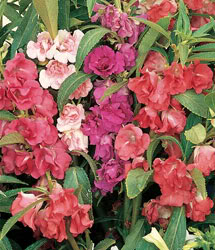 balsaminacamelia-1.jpg