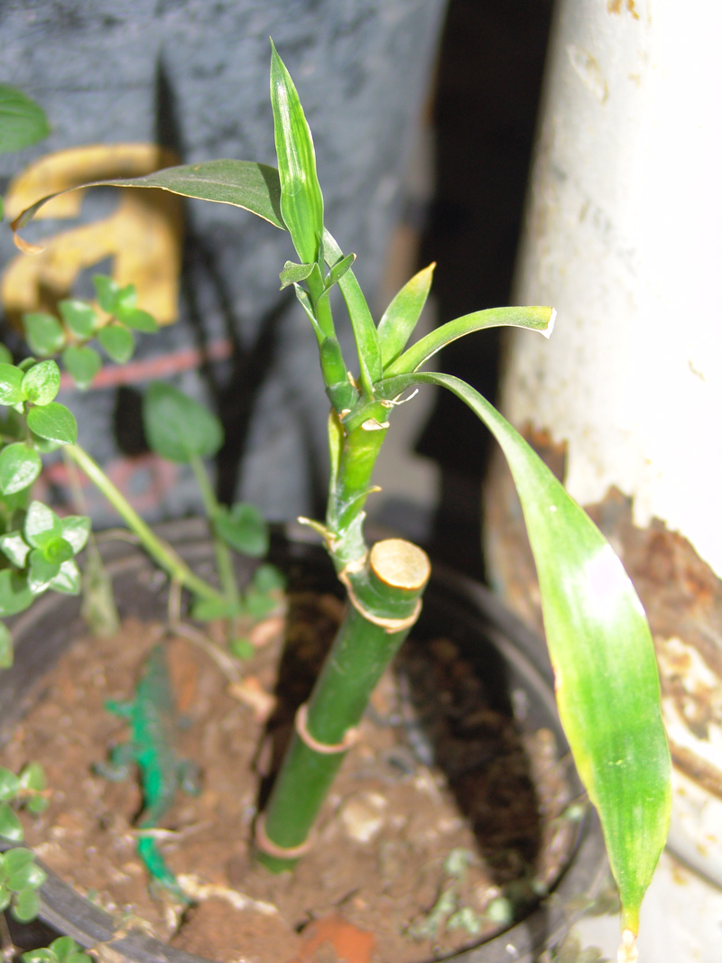 bamboo.jpg