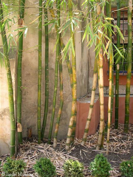 bambu-alcazares.jpg