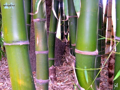 bambu.jpg