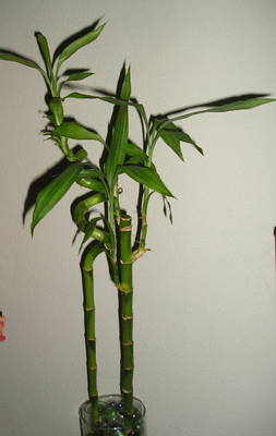 Bambu.jpg