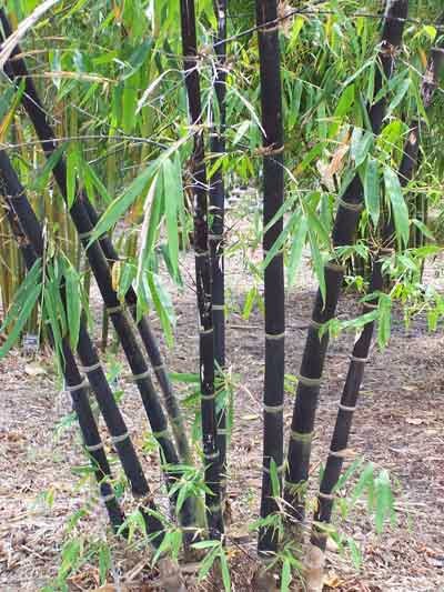 bambu+negro+1.jpg