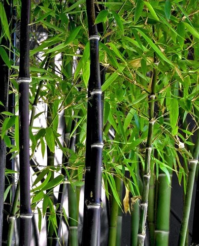 bambu+negro+3.jpg