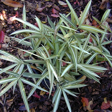 bambusa-nana-variegata-pleioblastus-fortunei-4467.jpg