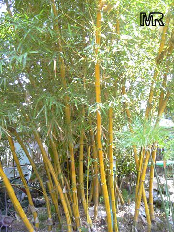 bambusa_vulgaris7055.jpg