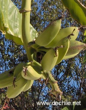 banana-fruto.jpg