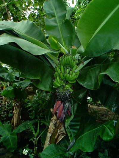 Banana_Tree_01.jpg