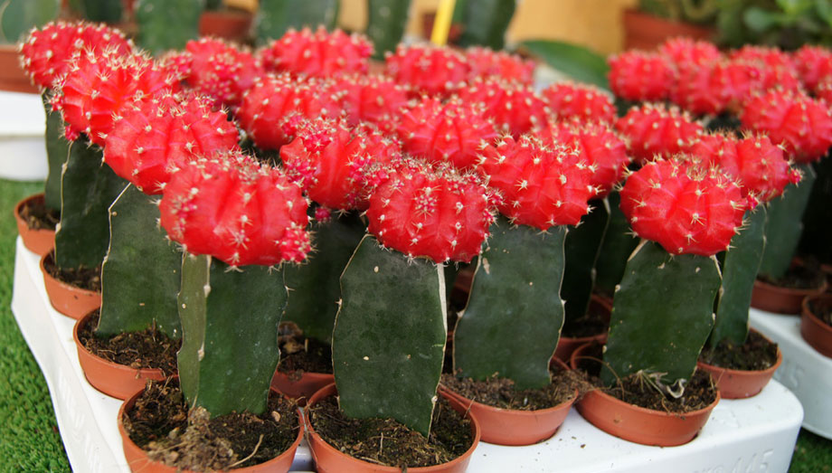 bandeja-de-cactus-injertados.jpg