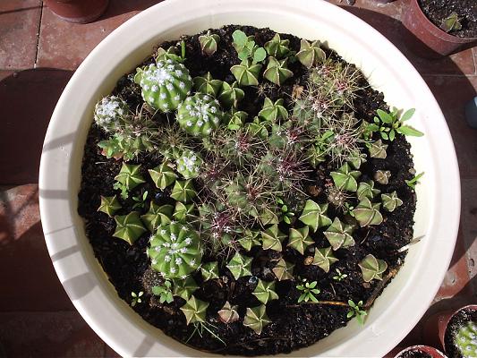 bandeja_de_cactus_grandecillos.JPG