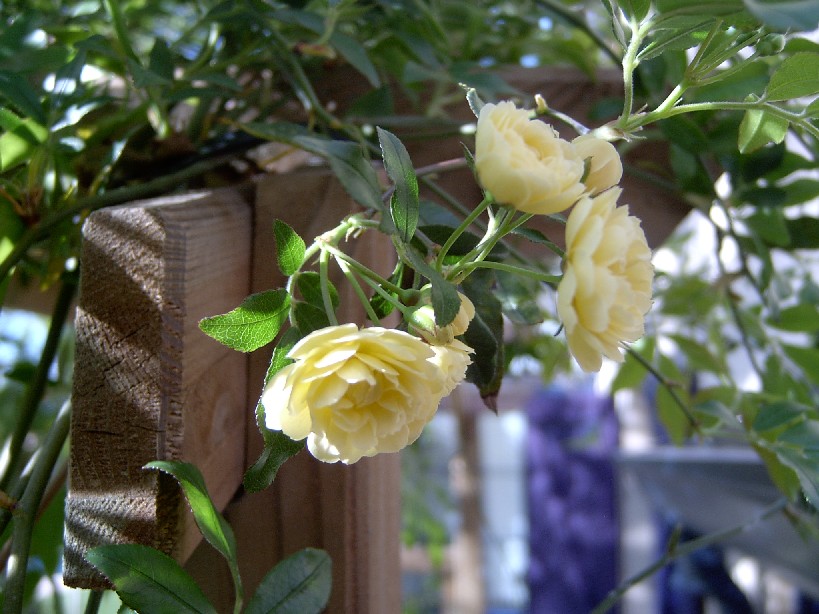 Banksiae%20Lutea%201.jpg