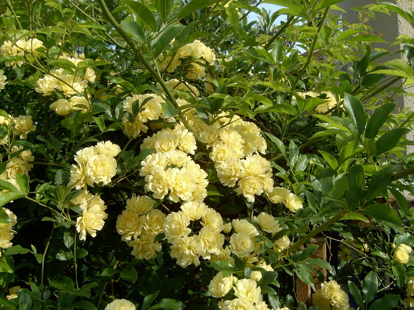 Banksiae%20Lutea%204%20Abril.jpg