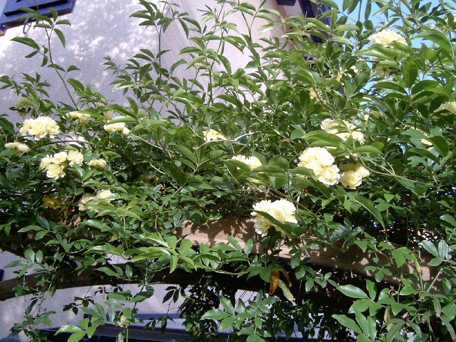 Banksiae%20Lutea%20Abril.jpg