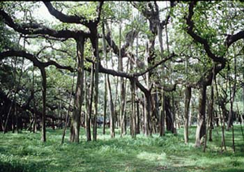 banyan%20tree.jpg