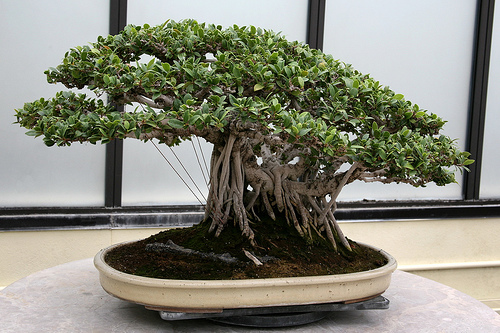 banyan-bonsai_0.jpe