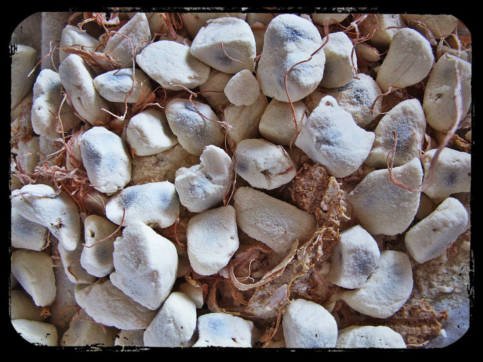 baobab+3.jpg
